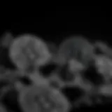 Impact of Grayscale on Cryptocurrency Investment